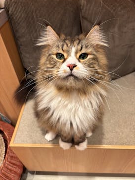 猫カフェモカ 梅田店に投稿された画像（2026/2/4）