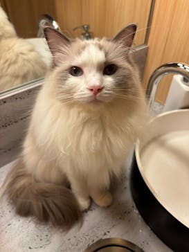 猫カフェモカ 梅田店に投稿された画像（2026/2/4）