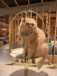 猫カフェモカ 梅田店に投稿された画像（2026/2/4）