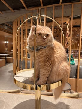 猫カフェモカ 梅田店に投稿された画像（2026/2/4）
