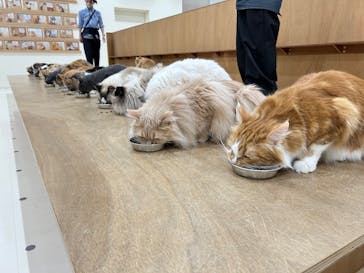 Cat Café MOFF イオンモール豊川店に投稿された画像（2026/2/4）