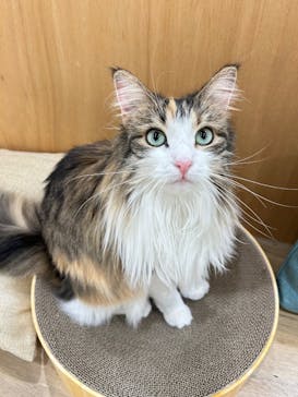 Cat Café MOFF イオンモール豊川店に投稿された画像（2026/2/4）