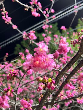 今帰仁城跡に投稿された画像（2026/2/4）