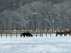 ノーザンホースパークに投稿された画像（2026/2/4）