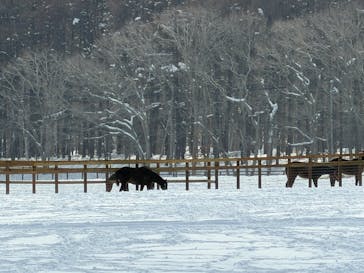 ノーザンホースパークに投稿された画像（2026/2/4）