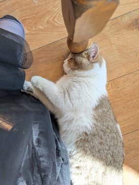 猫カフェモカ　池袋東口店に投稿された画像（2026/2/4）