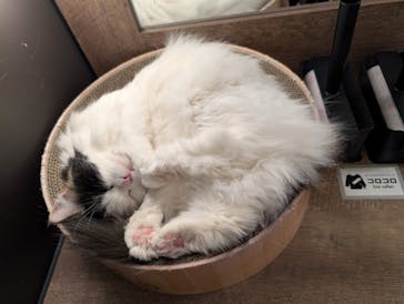 猫カフェモカ　池袋東口店に投稿された画像（2026/2/4）