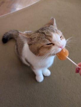 猫カフェモカ　池袋東口店に投稿された画像（2026/2/4）