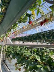 岸井農園に投稿された画像（2026/2/4）