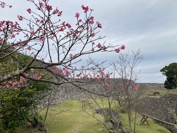 今帰仁城跡に投稿された画像（2026/2/4）
