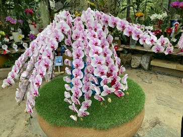 沖縄美ら海水族館×熱帯ドリームセンターに投稿された画像（2026/2/4）