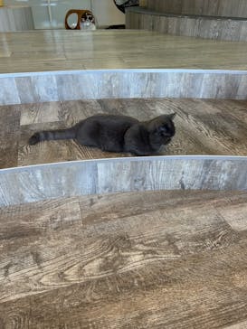 猫カフェモカ 京都河原町店に投稿された画像（2026/2/4）