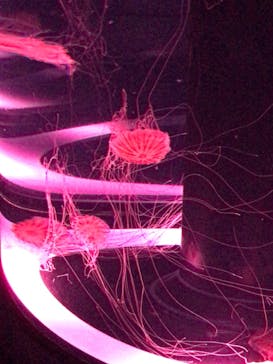 マクセル アクアパーク品川に投稿された画像（2026/2/5）