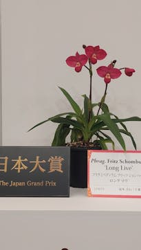 世界らん展2026-花と緑の祭典-に投稿された画像（2026/2/5）