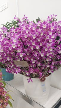 世界らん展2026-花と緑の祭典-に投稿された画像（2026/2/5）