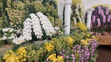 世界らん展2026-花と緑の祭典-に投稿された画像（2026/2/5）