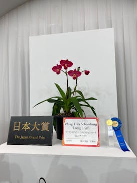 世界らん展2026-花と緑の祭典-に投稿された画像（2026/2/5）