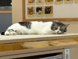 猫カフェモカ　イオンモール幕張新都心店に投稿された画像（2026/2/5）
