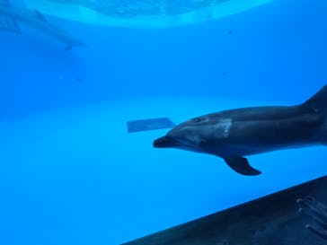 九十九島パールシーリゾートに投稿された画像（2026/2/5）