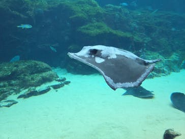 九十九島パールシーリゾートに投稿された画像（2026/2/5）