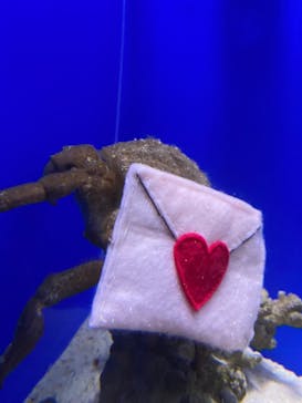 シン・マリホ水族館に投稿された画像（2026/2/5）