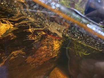 シン・マリホ水族館に投稿された画像（2026/2/5）