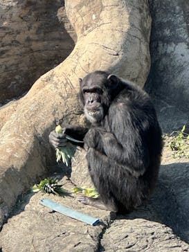 天王寺動物園に投稿された画像（2026/2/5）