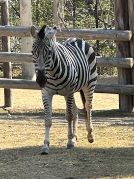 天王寺動物園に投稿された画像（2026/2/5）