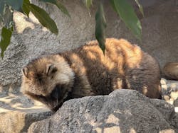 天王寺動物園に投稿された画像（2026/2/5）