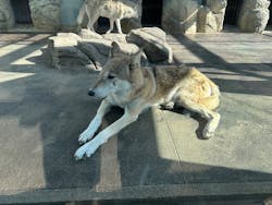 天王寺動物園に投稿された画像（2026/2/5）