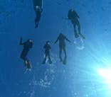 MalDive（モルダイブ）に投稿された画像（2026/2/5）