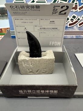 福井県立恐竜博物館に投稿された画像（2026/2/5）