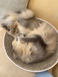 Cat Café MOFF グランベリーパーク店に投稿された画像（2026/2/5）