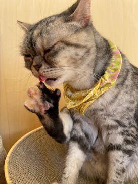Cat Café MOFF グランベリーパーク店に投稿された画像（2026/2/5）