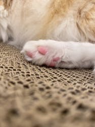 Cat Café MOFF グランベリーパーク店に投稿された画像（2026/2/5）