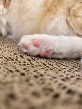 Cat Café MOFF グランベリーパーク店に投稿された画像（2026/2/5）