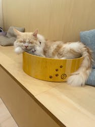 Cat Café MOFF グランベリーパーク店に投稿された画像（2026/2/5）