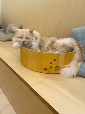 Cat Café MOFF グランベリーパーク店に投稿された画像（2026/2/5）