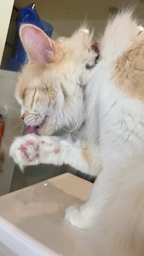 Cat Café MOFF グランベリーパーク店に投稿された画像（2026/2/5）