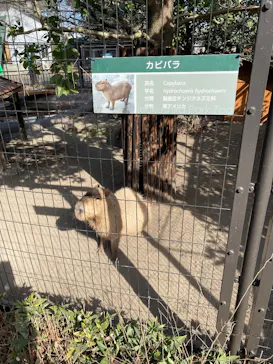 井の頭自然文化園に投稿された画像（2026/2/5）