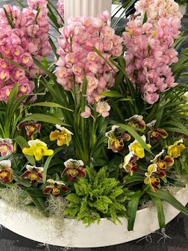 世界らん展2026-花と緑の祭典-に投稿された画像（2026/2/5）