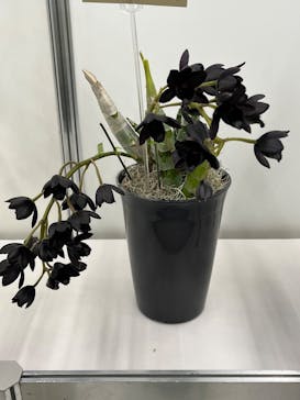 世界らん展2026-花と緑の祭典-に投稿された画像（2026/2/5）