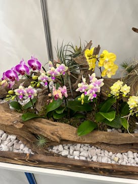 世界らん展2026-花と緑の祭典-に投稿された画像（2026/2/5）