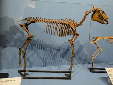 特別展「大絶滅展―生命史のビッグファイブ」に投稿された画像（2026/2/5）