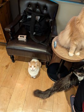 猫カフェモカ　池袋東口店に投稿された画像（2026/2/5）