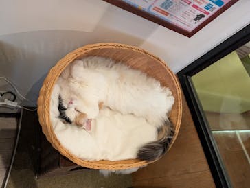猫カフェモカ　池袋東口店に投稿された画像（2026/2/5）