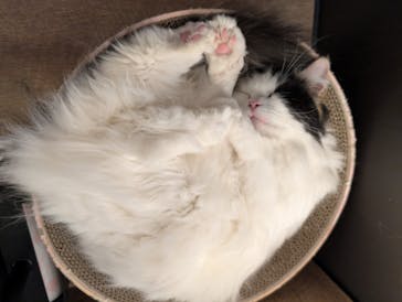 猫カフェモカ　池袋東口店に投稿された画像（2026/2/5）