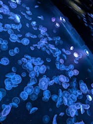 すみだ水族館に投稿された画像（2026/2/5）