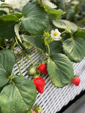 ICHIGOHOUSE.HITACHINAKAに投稿された画像（2026/2/5）