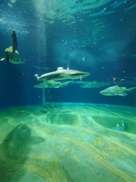 アクアワールド茨城県大洗水族館に投稿された画像（2026/2/5）